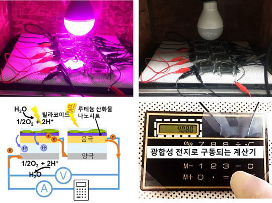류원형 연세대 교수 연구팀이 개발한 '식물 광합성 전지'들을 병렬과 직렬로 연결해 생산된 광합성 에너지로 소형계산기가 구동되고 있다.  연구재단 제공